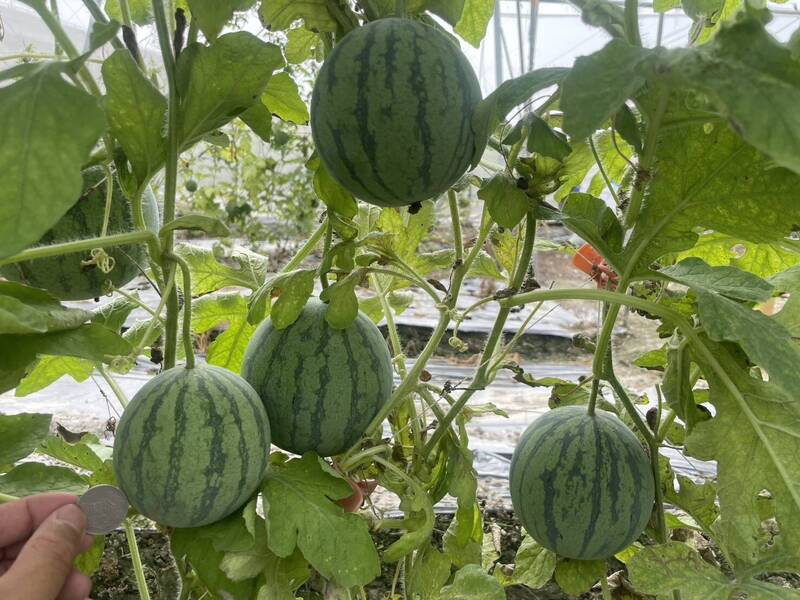 西瓜、哈密瓜吊著長 張生華榮獲百大青農