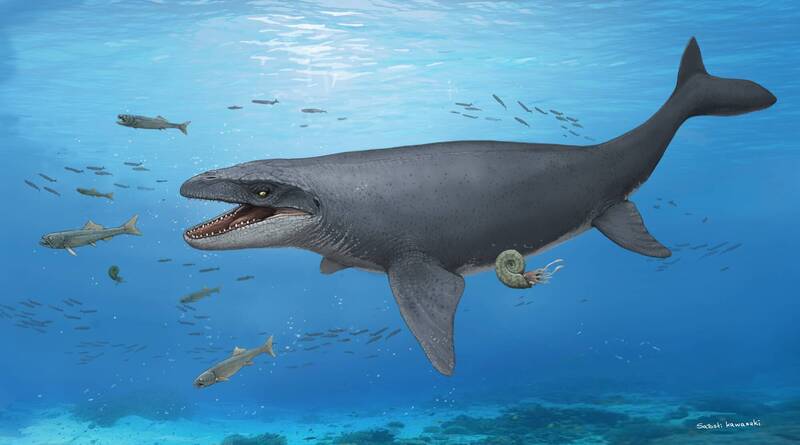 史前巨獸現身! 日本首度發現7000萬年前「海中暴龍」化石