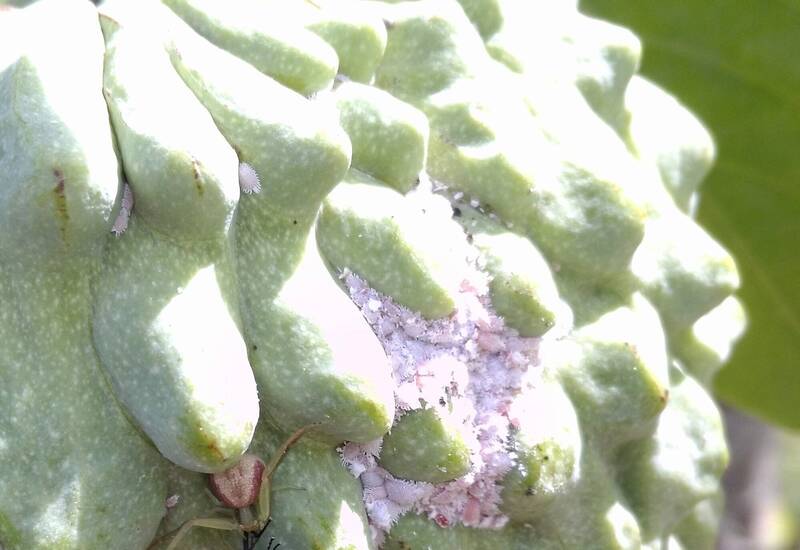 鳳梨釋迦遭中檢出介殼蟲衍貨款糾紛 法院:在台抽檢合格即履約