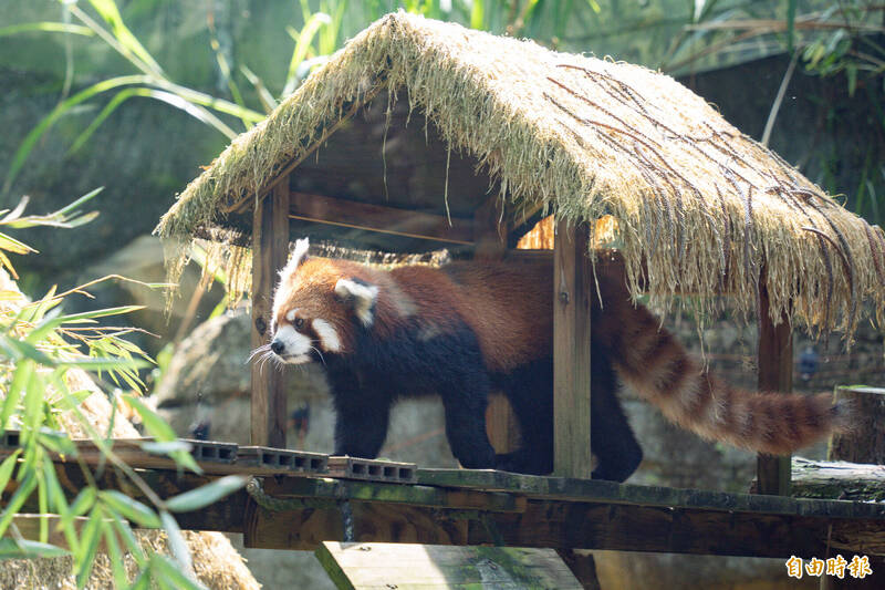 台北動物園歲修後開放啦!來園區看新朋友小貓熊「茜茜」、馬來貘「星星」