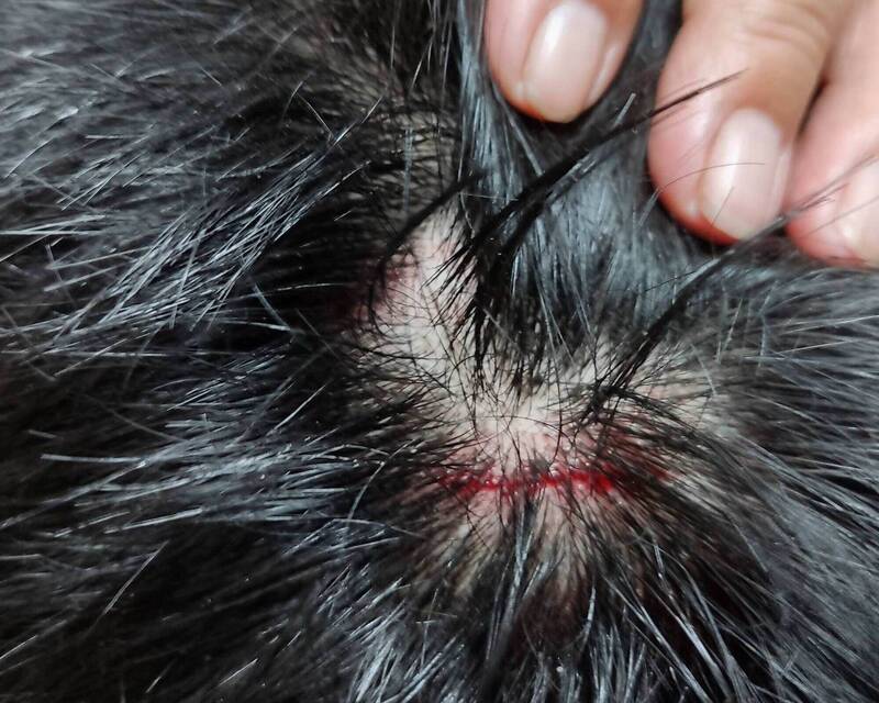 驚!男童騎單車遭流浪犬大軍追咬摔破頭 狂奔800米脫險
