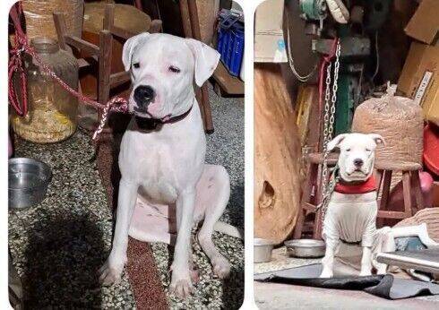 彰化杜告犬「健康」遭鐵鍊、麻繩抽打慘死 飼主下場曝光