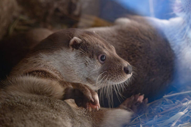 夜訪台北動物園 歐亞水獺打頭陣