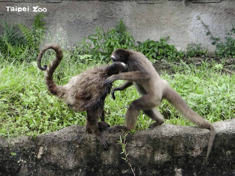 台北立市動物園驚傳「霸凌」!棕蜘蛛猴遭追打「猴急跳水」脫逃