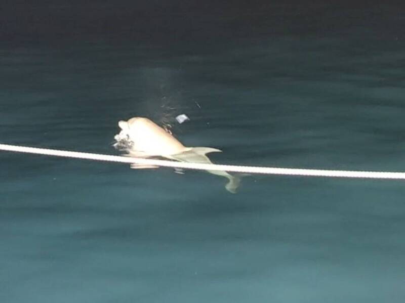 澎湖漁船夜捕小管 小門外海巧遇海豚伴游
