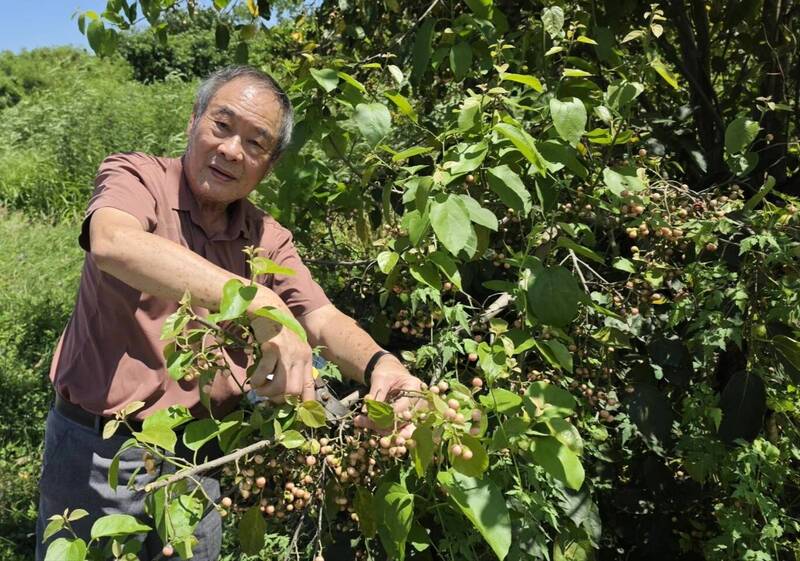 芒果季必搭古早美味!無患子達人醃製破布子醬漬 只送不賣