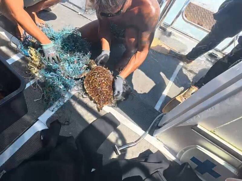 澎湖海底死亡長城中搶救海龜 2隻遭廢棄網具纏繞幸運獲救