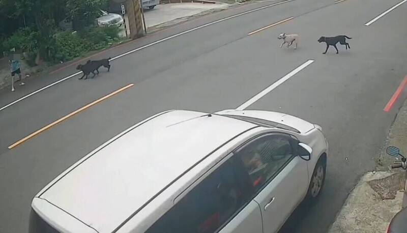 楊梅4犬圍攻男童有項圈 養在空地動保處「以地追人」