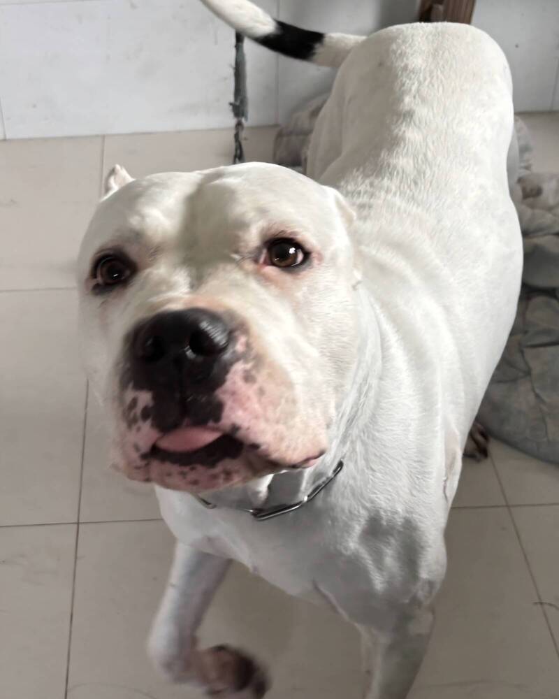 名列官方「惡犬」!杜告犬2度撲咬鄰居全身傷 飼主起訴