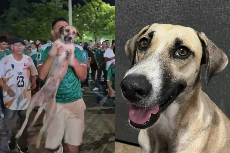 奇!飼主看世足直播球迷慶祝 驚見「失蹤1個月愛犬」加入狂歡