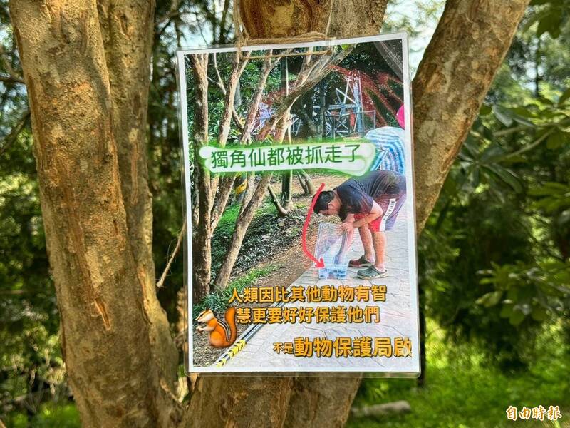 獨家》「甲蟲星球」變空城!大坑步道獨角仙被抓光 「蹭飯蜂蝶」也沒了