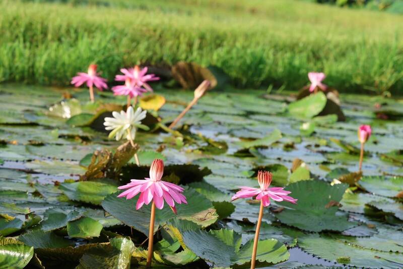 新北山佳河濱公園睡蓮盛開迎夏日 展現水岸風光