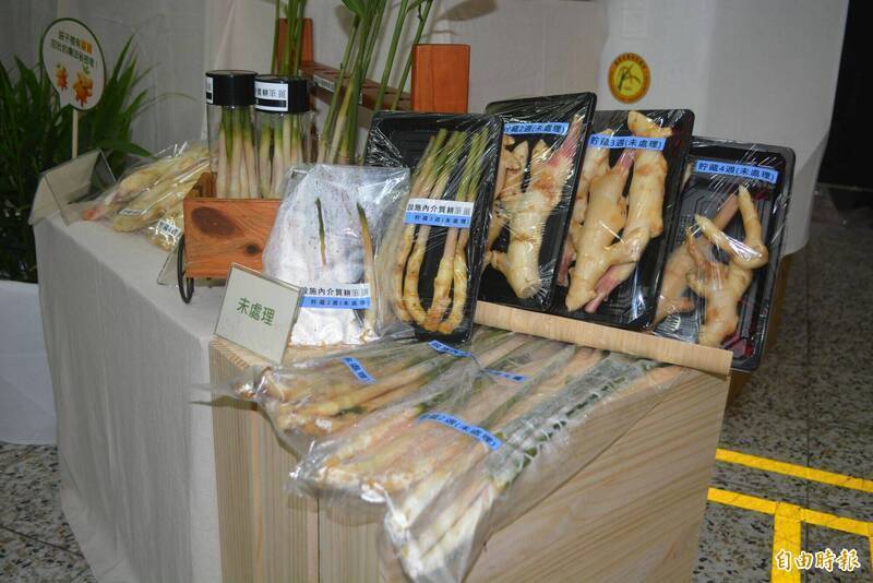 種苗場「優質種薑」 穩定生產高薑辣素與高產量薑種