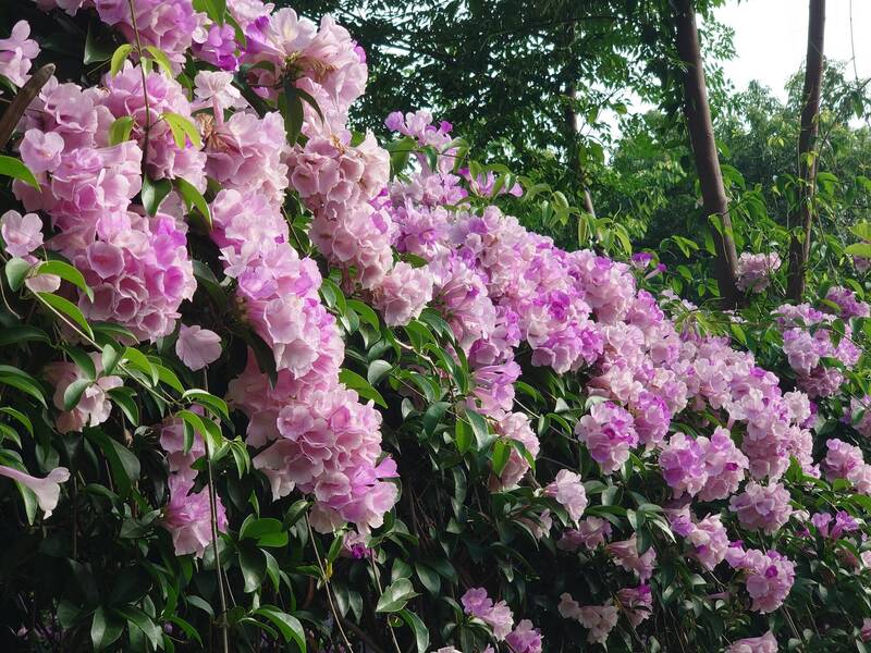 彰化蒜香藤花罕見7月大爆發 高溫下開花引熱議
