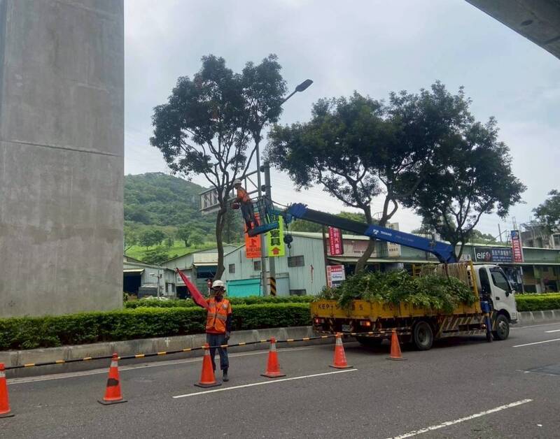 因應強颱巴威逼近,新北市府進行路樹修剪與加固。(圖由新北市政府提供)