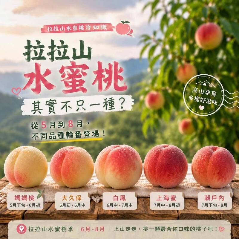 拉拉山水蜜桃為什麼毛毛的?怎麼挑? 公所、農會解密