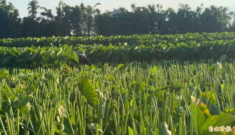 巴威逼近!大甲芋農民急下田「忍痛砍葉」搶救全台最頂芋頭
