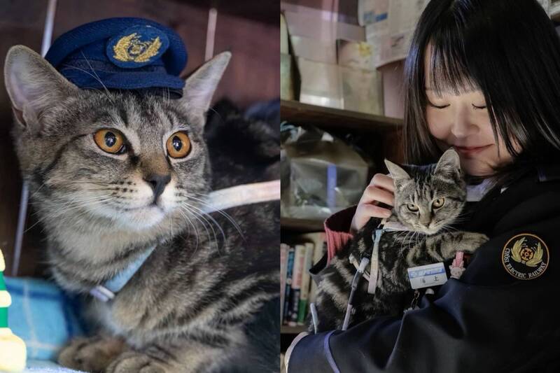 連升4級!日銚子電鐵「貓站長」 入職不到1年狂升變社長