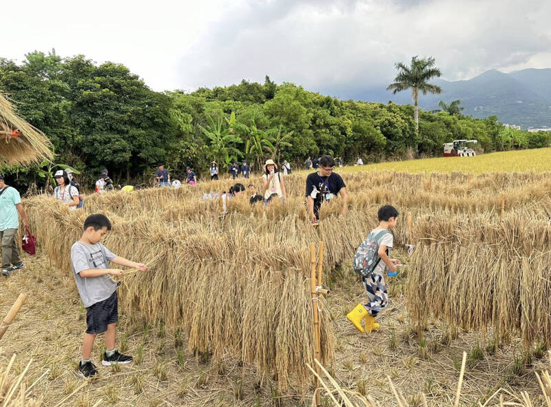 暑假親子必去!「北投割稻趣」下田收割、碾米DIY 7/13開放報名