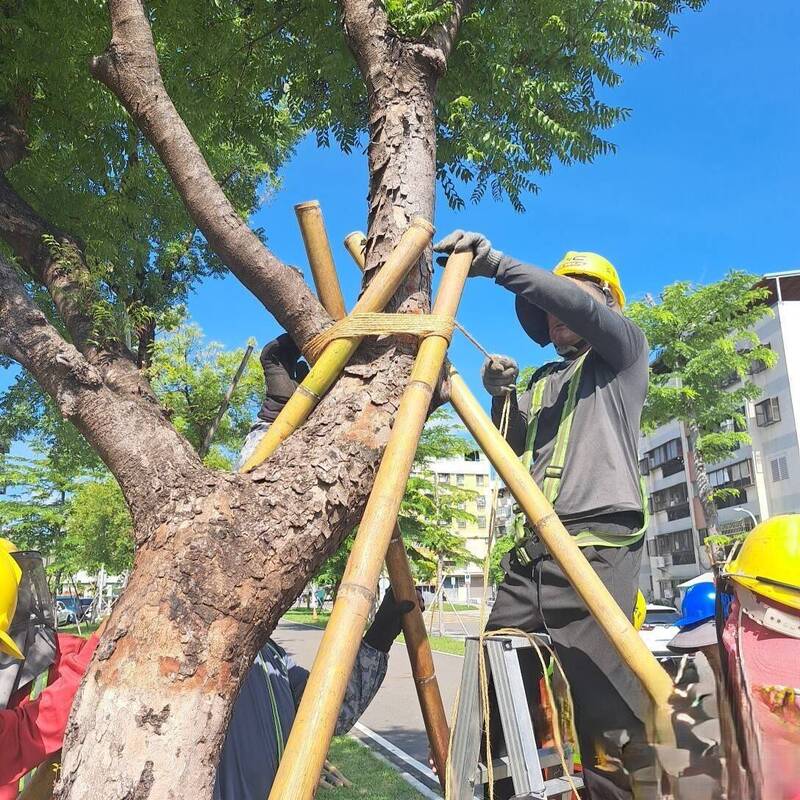 高市全面固樹防颱 工務局:車輛儘量別停樹下