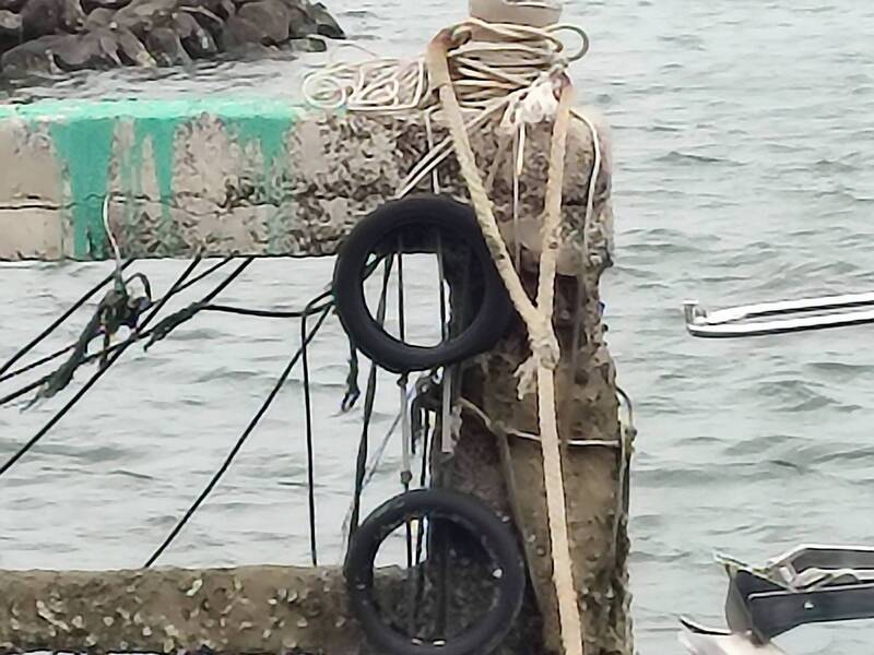 巴威「受災戶」!馬公堤岸防颱繫船纜 毀掉蒼燕鷗育兒巢