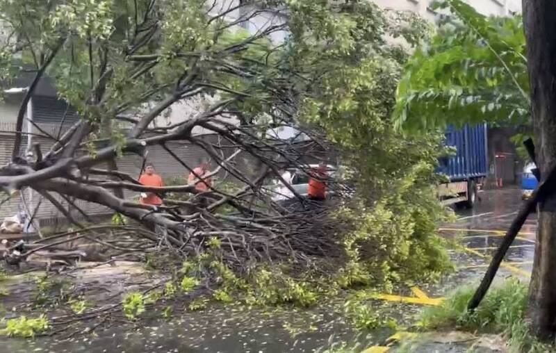 土城區中央路四段路樹因強風倒塌，區公所派員搶修。（民眾提供）