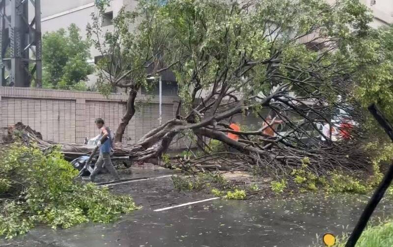 土城區中央路四段路樹因強風倒塌，區公所派員搶修。（民眾提供）