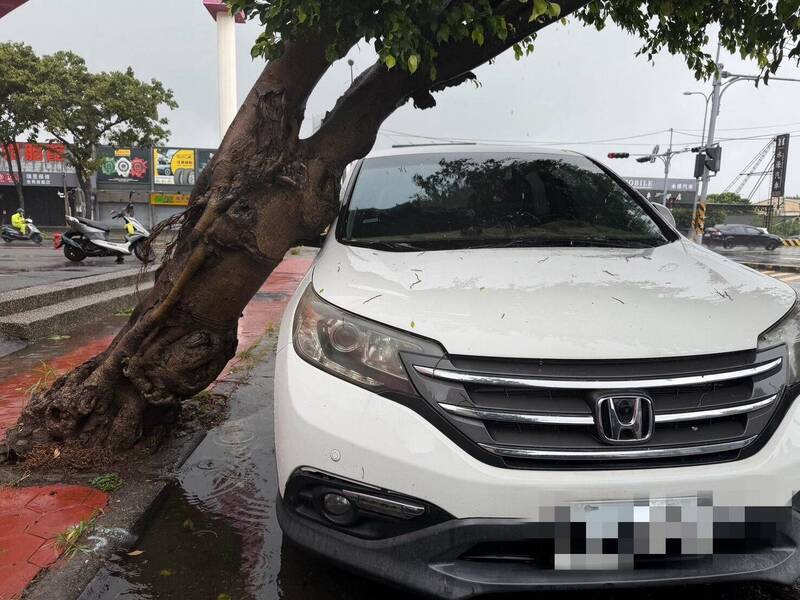 彰市路樹倒塌壓轎車 車主傻眼要聲請國賠