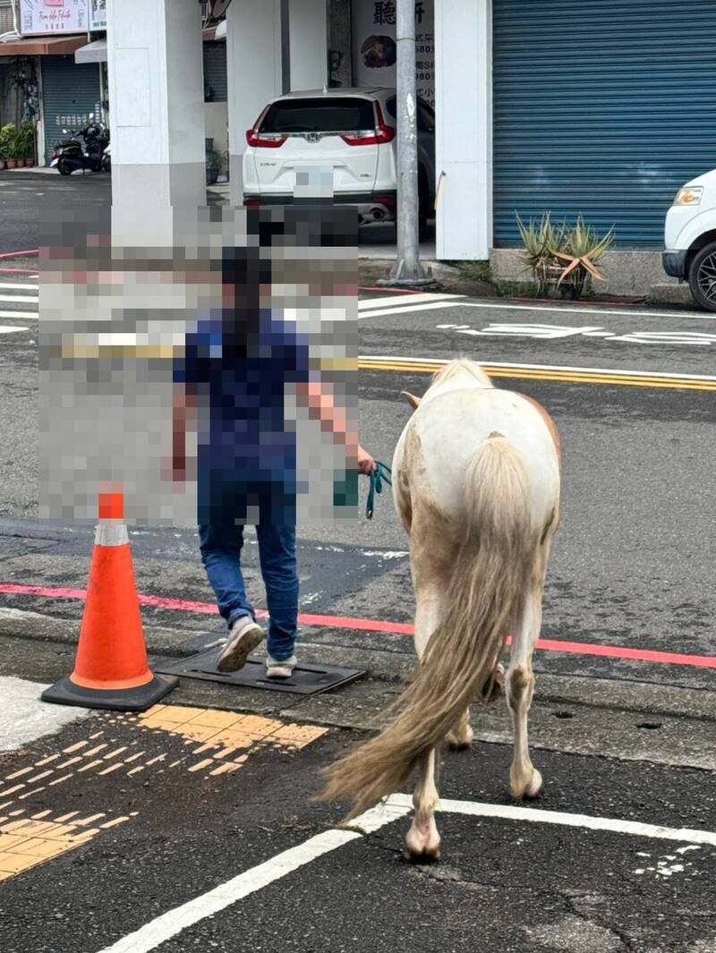 颱風天馬路上撿到馬 熱心民眾化身「牛仔」幫牠回家