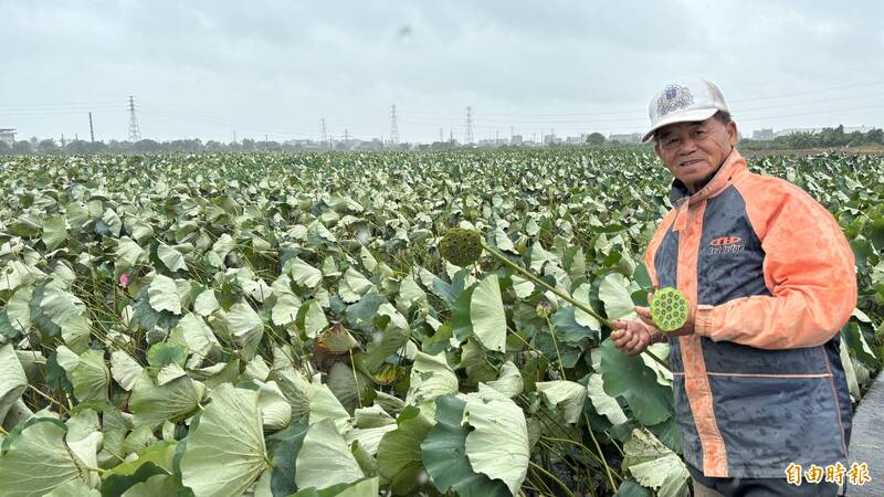 台南白河蓮花不怕雨 蓮農憂風大