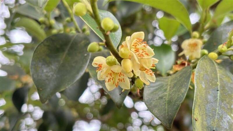 新北優質蜂蜜傳捷報!平溪「紅淡蜜」獲國際iTi大獎