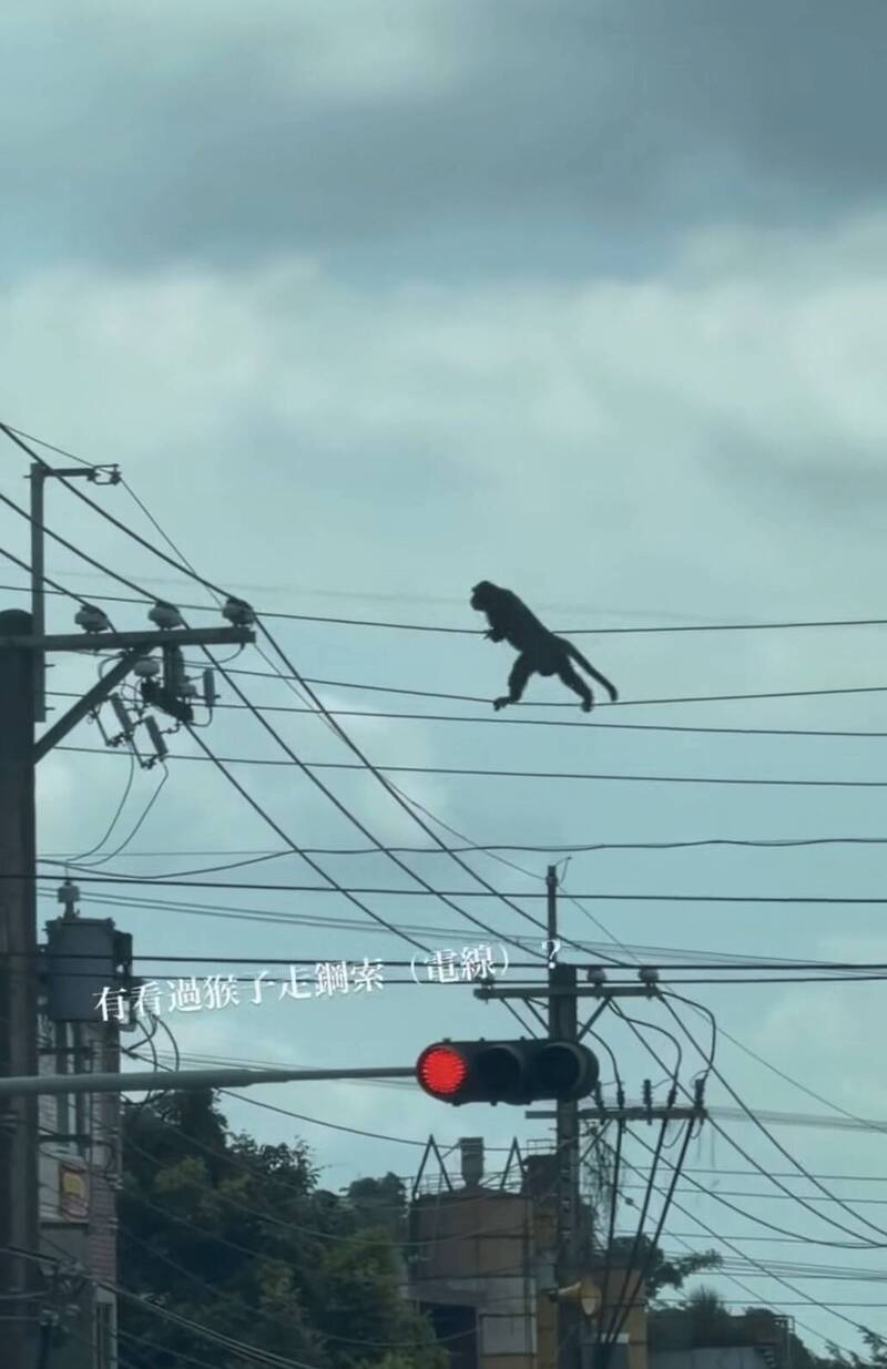 林內驚見猴子「走鋼索」!雙手扶電纜秀神技 網笑翻:台電新員工