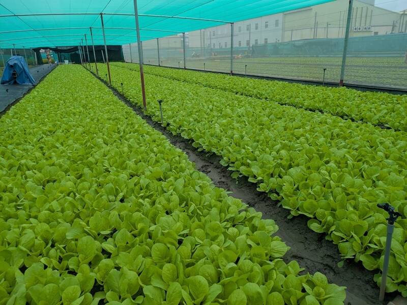 巴威颱風對蔬菜主要產區影響輕微 農糧署估7月中下旬供應平穩