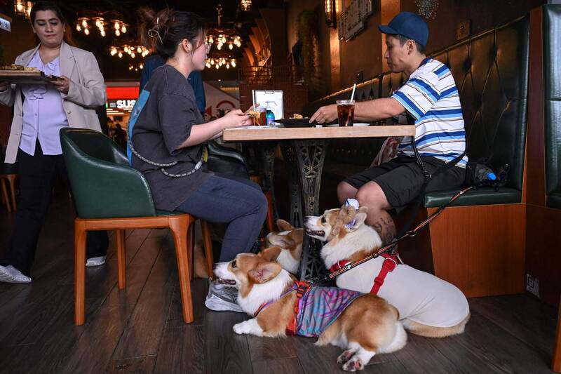 香港開放寵物友善餐廳引衛生論戰 連鎖餐飲安全考量首日即退出