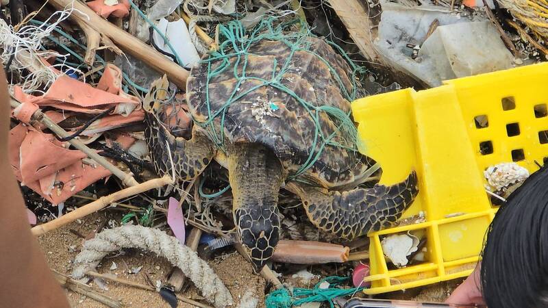 基隆大武崙沙灘發現3隻玳瑁海龜受困漁網 2存活1死亡