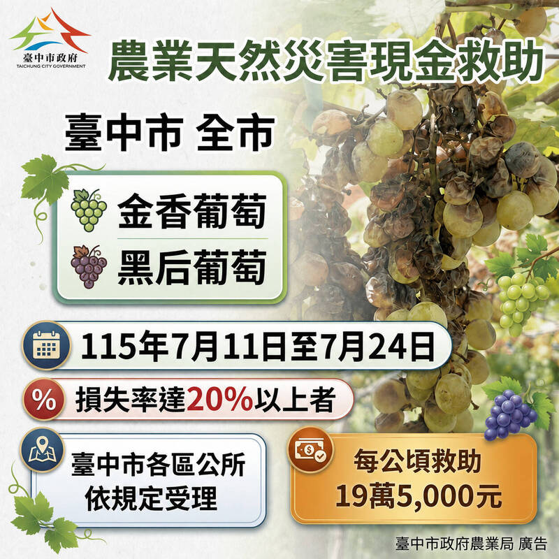 6月底豪雨影響 中市金香葡萄及黑后葡萄列現金救助