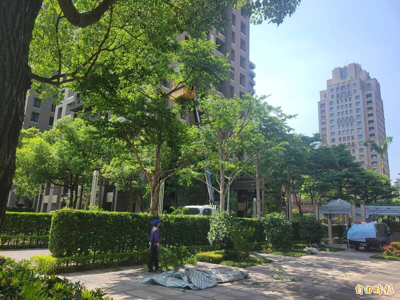網謠傳砍4000棵樹為無人機開方便門 北市公園處蒐證