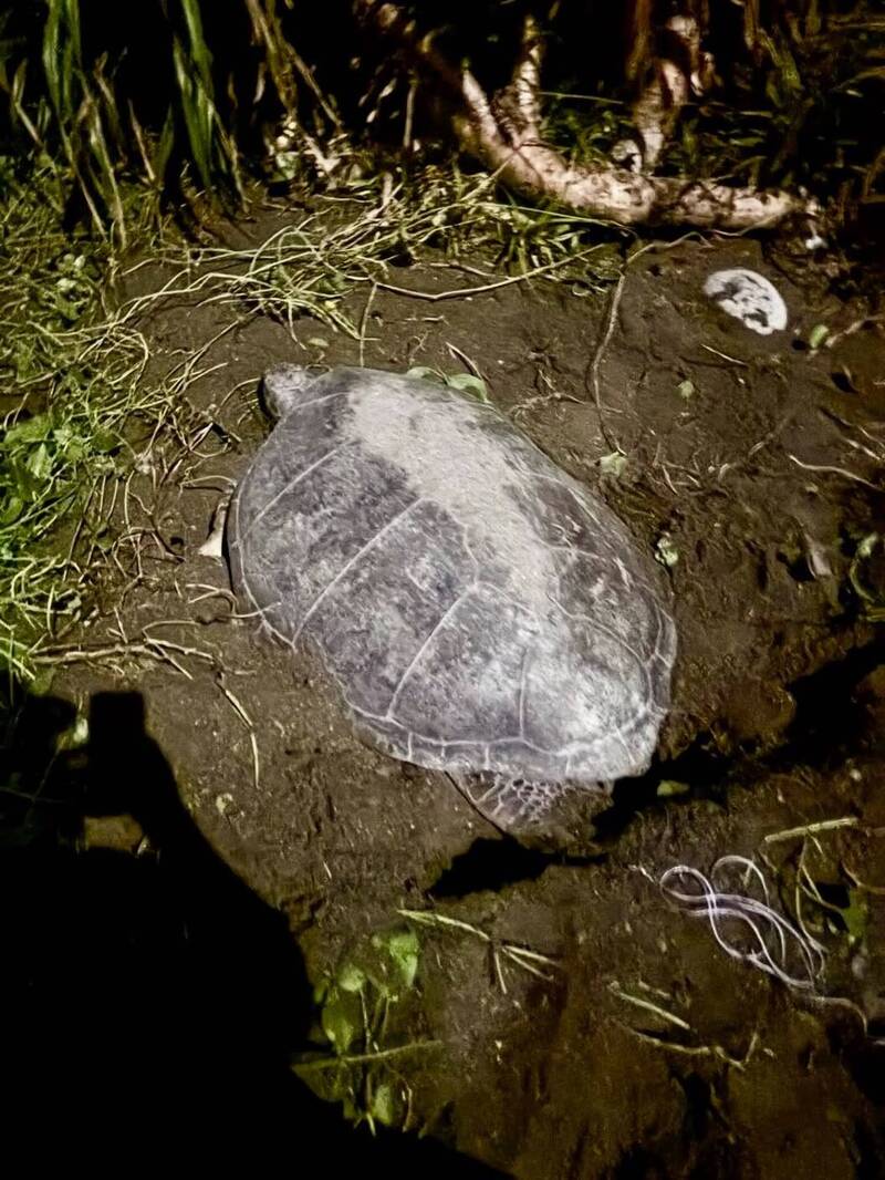 蘭嶼小海龜遭流浪犬獵殺 巡守隊從狗嘴中救下龜寶寶