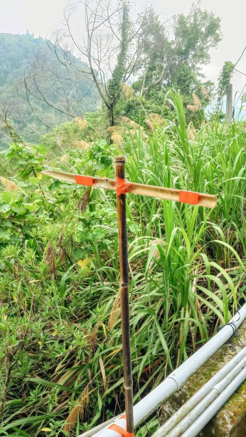 看到代表虎頭蜂窩近了! 阿里山國中小老師解說鄒族智慧