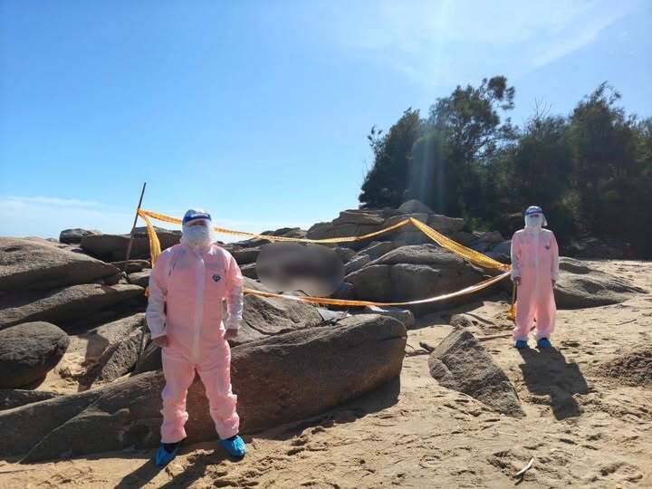 金門赫見非洲豬瘟豬屍  管碧玲曝海巡署關鍵SOP