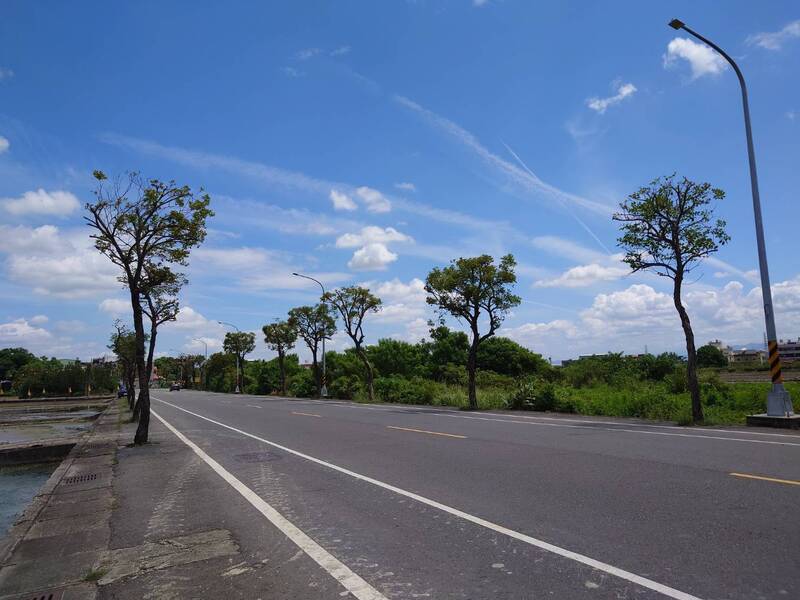 彰化芬園黃花風鈴木遭「整形」 民憂修過頭、明年恐無「黃金大道」