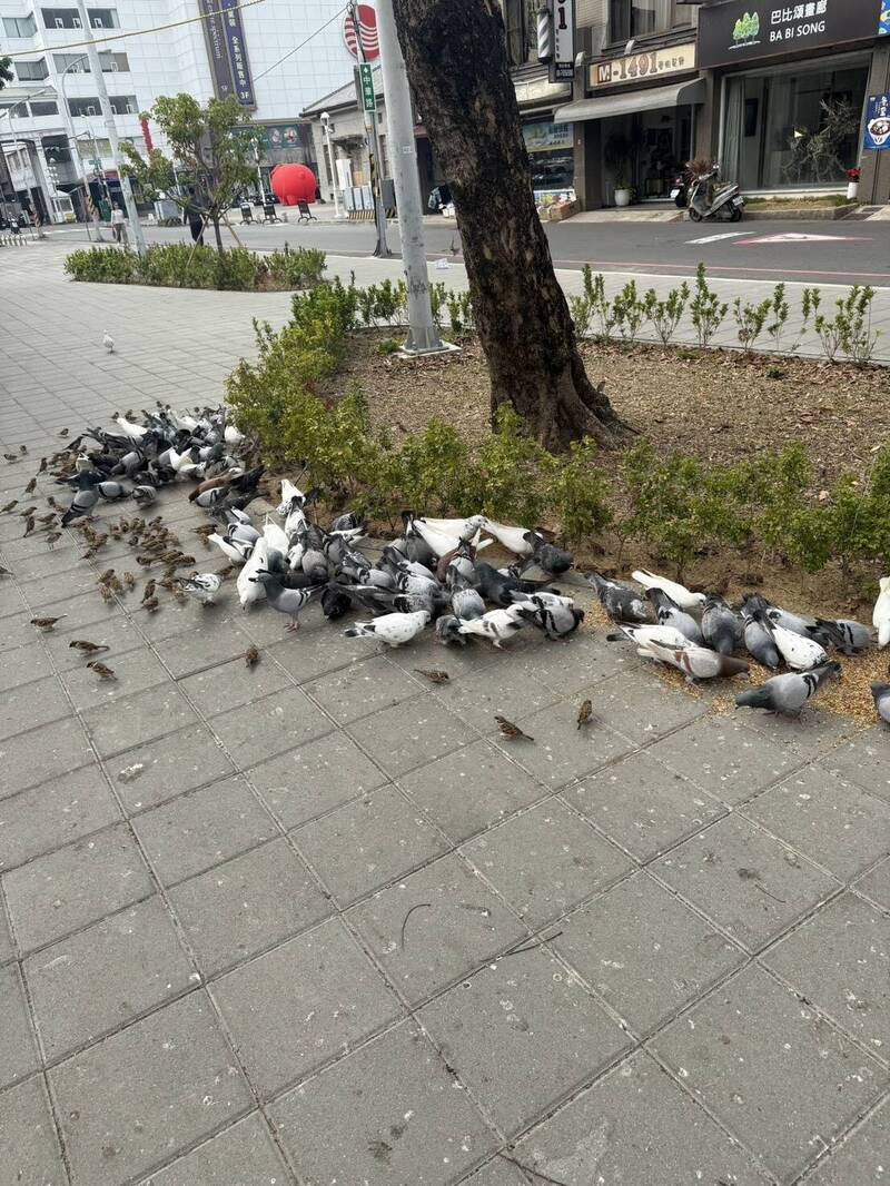 民眾撒飼料吸引鳥群 屏東公園滿地鳥糞!週邊居民擔心傳染疾病