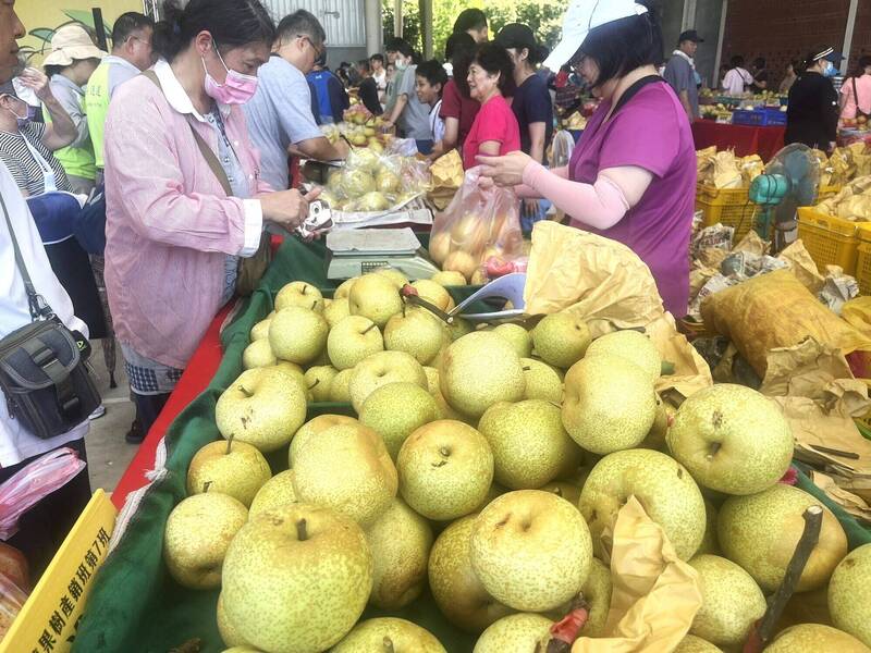 新埔水梨節今明登場 限定農村小旅行體驗客庄魅力
