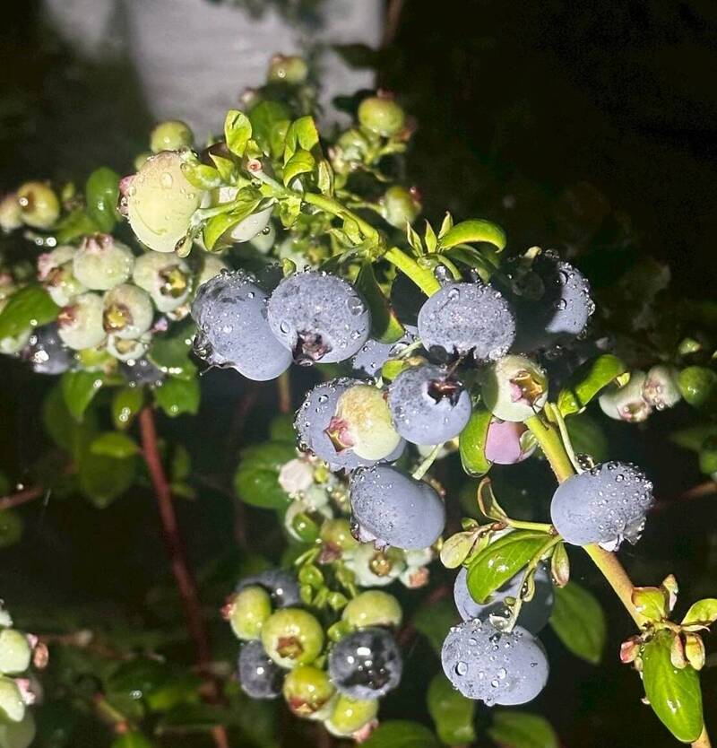 嘉義國產藍莓3-1》產值破2億 小農投入「藍寶石」新商機