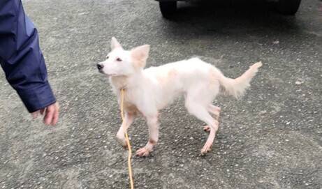 毛小孩夏天也怕蚊蟲叮咬! 新北收容犬染焦蟲症險貧血