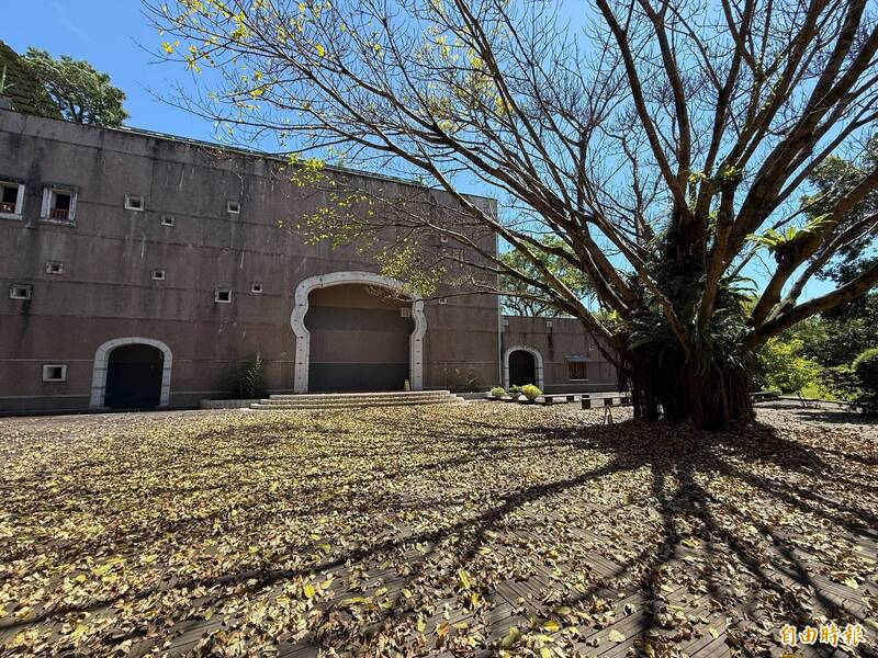 宜縣府廣場老雀榕「暴風式落葉」鋪金黃地毯 禪意光影美翻了