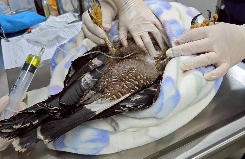 桃園野生動物救傷遇巴威擋路 閃避倒樹落石接回大冠鷲