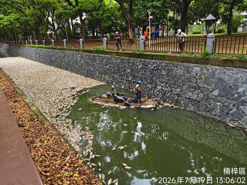 高雄後勁溪400公斤魚屍「臭2天」 環保局:天氣熱缺氧致死