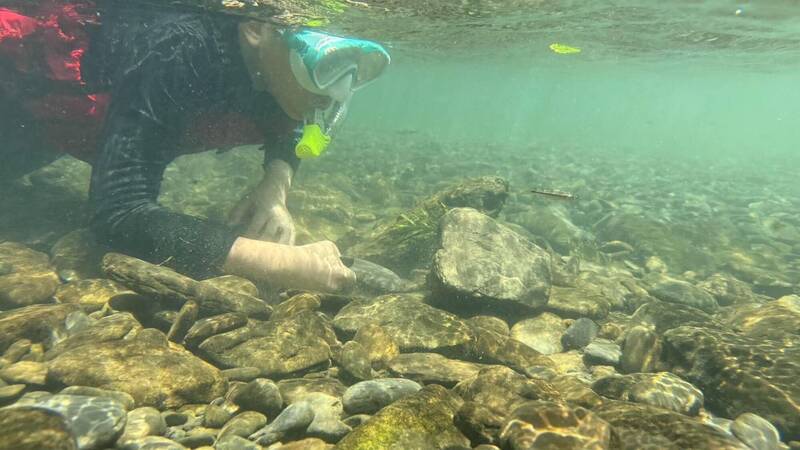 屏東山中浮潛好驚奇!雙流「最蝦趴」近距離目睹禿頭鯊