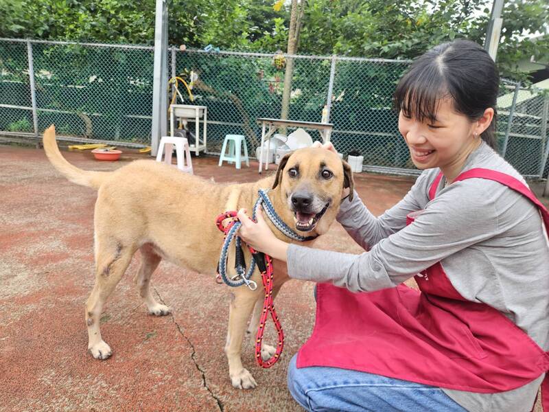 卡通明星「史酷比」現蹤板橋 網路招親送澎湃大禮包